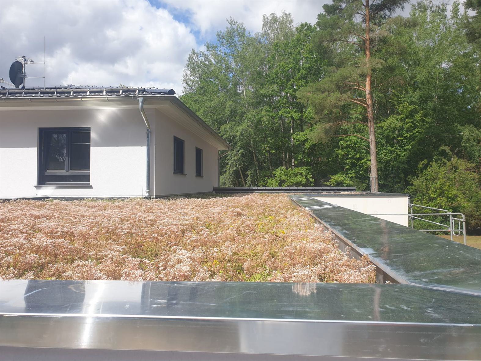 gruendach-dacheindeckung-dachabu-zimmerei-flemming-002